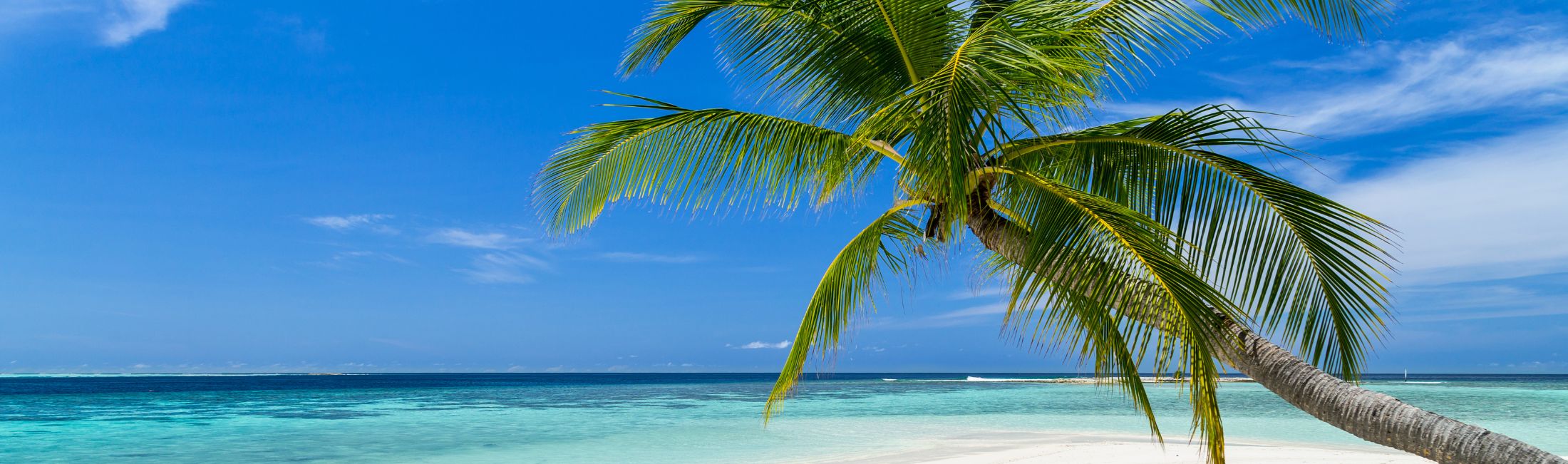 Strand mit Meer und Palmen