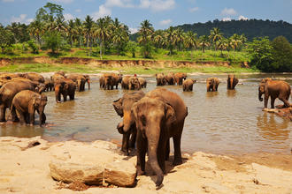 Sri Lanka Ferien Jetzt Fernreisen Gunstig Buchen Restplatzborse